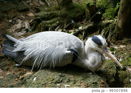 アオサギ アオサギ 96507896