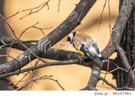 The European goldfinch or simply the goldfinch, Carduelis carduelis, sits on a branch in spring on green background. The European goldfinch in wildlife. The European goldfinch or simply the goldfinch, Carduelis carduelis, sits on a branch in spring on green background. The European goldfinch in wildlife. 96507961