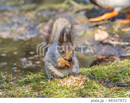 Squirrel in autumn or spring with nut on the green grass with fallen yellow leaves Squirrel in autumn or spring with nut on the green grass with fallen yellow leaves 96507972