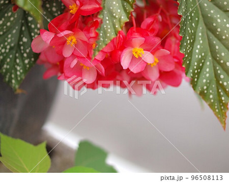赤いベゴニアの花のアップ 赤いベゴニアの花のアップ 96508113