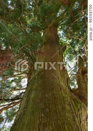 精進諏訪神社(精進の大杉) 精進諏訪神社(精進の大杉) 96508700