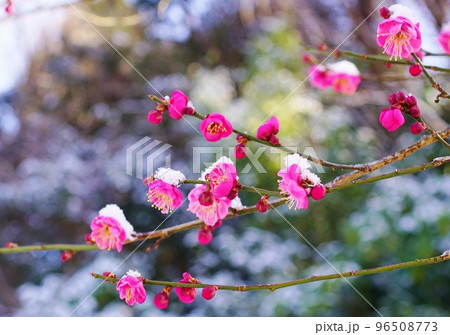 紅梅に雪が積もる・都立小峰公園 96508773