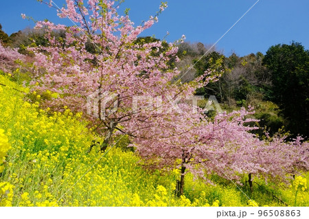 菜の花と河津桜の春景色・春爛漫 菜の花と河津桜の春景色・春爛漫 96508863