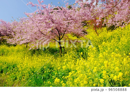 菜の花と河津桜の春景色・春爛漫 96508888