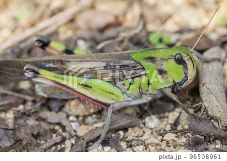 バッタ トノサマバッタ 昆虫 虫 飛蝗 の写真素材 [96508961] - PIXTA