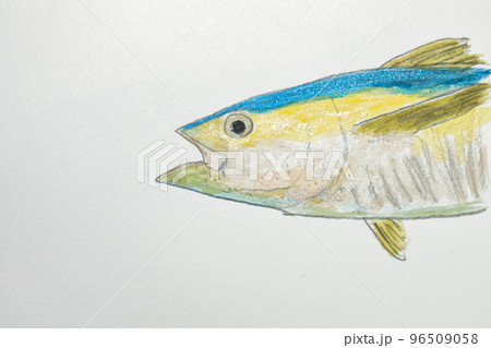 日本の魚世界の魚大集合(水彩画編) 日本の魚世界の魚大集合(水彩画編) 96509058