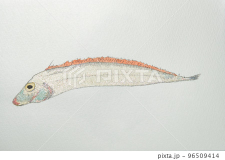 日本の魚世界の魚大集合（水彩画編） 96509414