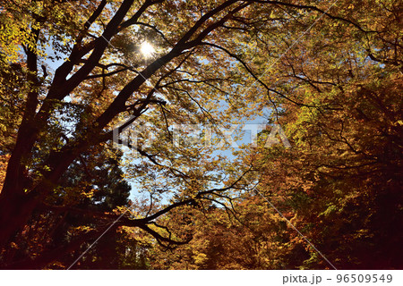 三方分山に向かうハイキングコースの見事な紅葉 三方分山に向かうハイキングコースの見事な紅葉 96509549