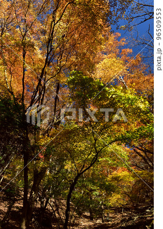 三方分山に向かうハイキングコースの見事な紅葉 96509553