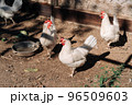 Free range chickens living a natural outdoor life. Free range white chicken leghorn breed 96509603