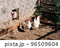 Free range chickens living a natural outdoor life. Free range white chicken leghorn breed 96509604