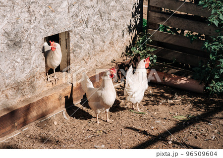 Free range chickens living a natural outdoor life. Free range white chicken leghorn breed 96509604