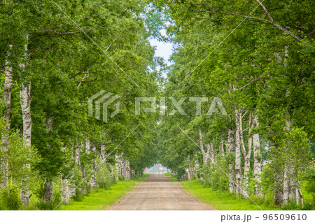 北海道　夏　十勝牧場　白樺並木 96509610