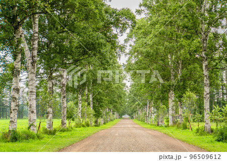 北海道　夏　十勝牧場　白樺並木 96509612