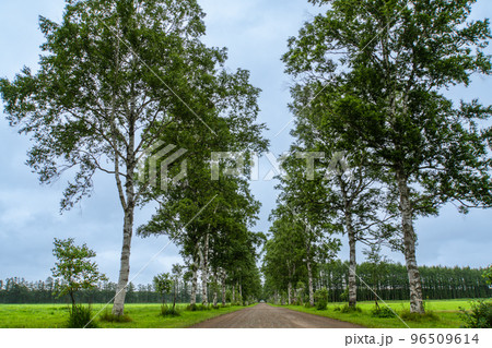 北海道　夏　十勝牧場　白樺並木 96509614