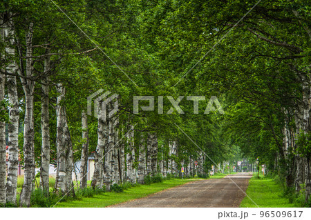 北海道　夏　十勝牧場　白樺並木 96509617