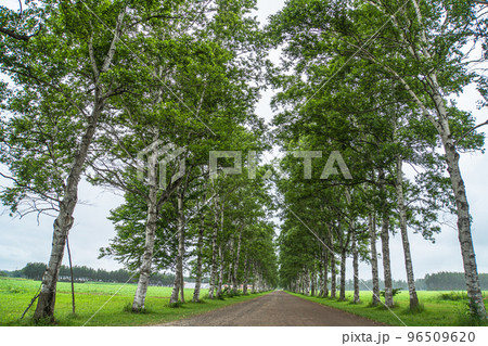 北海道　夏　十勝牧場　白樺並木 96509620