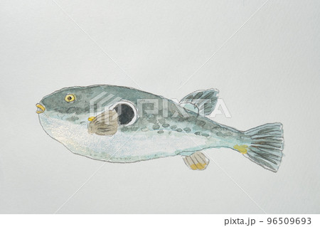 日本の魚世界の魚大集合（水彩画編） 96509693