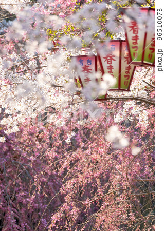 桜満開の打吹公園(倉吉市) 桜満開の打吹公園(倉吉市) 96510073