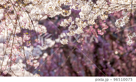 桜満開の打吹公園（倉吉市） 96510075