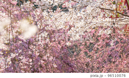 桜満開の打吹公園（倉吉市） 96510076