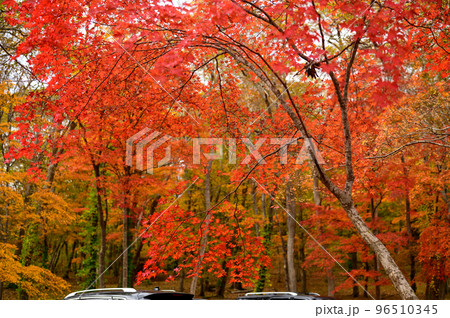 駐車場の紅葉 96510345
