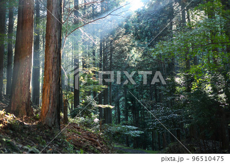 朝の木漏れ日 96510475