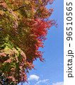 11月の青空と雲と紅葉 96510565