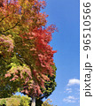 11月の青空と雲と紅葉と木 96510566