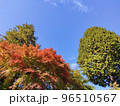 11月の青空と紅葉 96510567