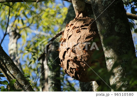 シラカシの高い木の上に作られた、キイロスズメバチの巨大な巣 96510580