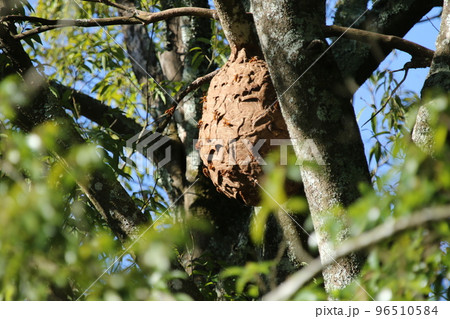シラカシの高い木の上に作られた、キイロスズメバチの巨大な巣 シラカシの高い木の上に作られた、キイロスズメバチの巨大な巣 96510584