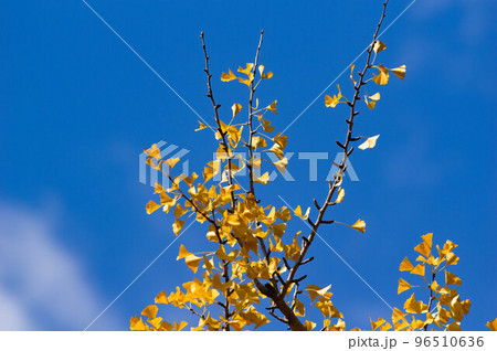 銀杏の葉2 96510636