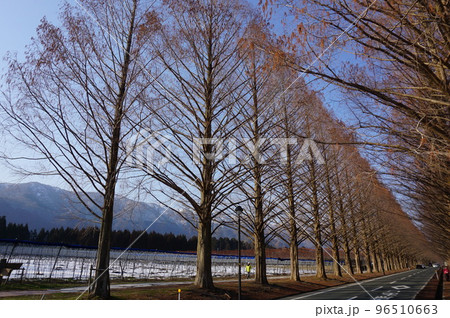 冬の美しいメタセコイヤの並木道, 高島市, 滋賀県, 日本  96510663