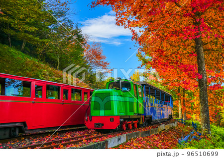 紅葉の電車　修善寺　虹の郷　伊豆市 96510699