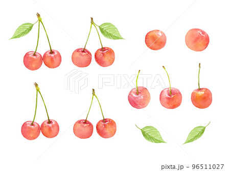 水彩で描いたサクランボのセット　ベクター 96511027