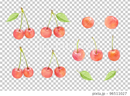 水彩で描いたサクランボのセット　ベクター 96511027