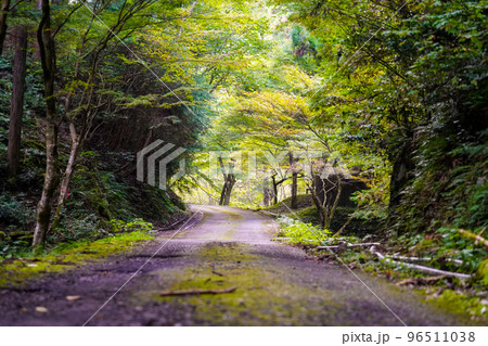 森の小道【八滝ウッディランド】 96511038