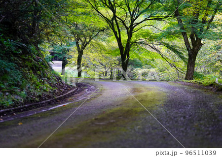 森の道＿カーブ【八滝ウッディランド】 96511039