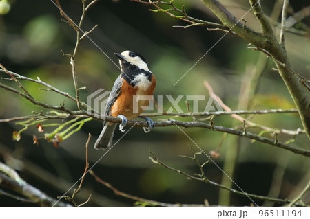 秋になって、エゴノキの実を食べにきた人懐っこい、山の鳥、ヤマガラ 秋になって、エゴノキの実を食べにきた人懐っこい、山の鳥、ヤマガラ 96511194