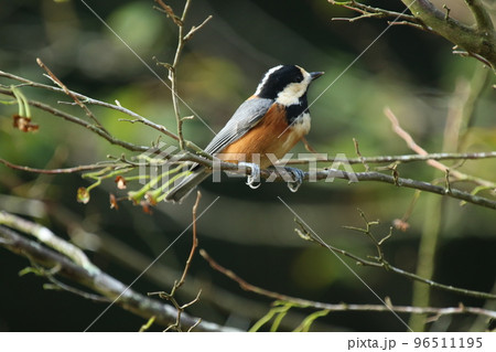 秋になって、エゴノキの実を食べにきた人懐っこい、山の鳥、ヤマガラ 96511195