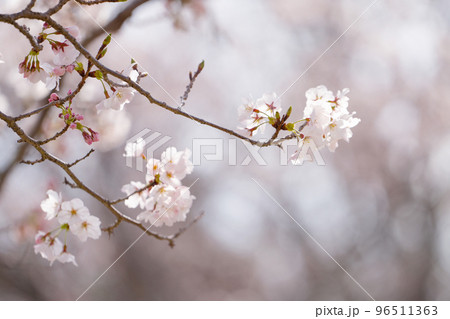 Branches of cherry blossom with blur background. Selective focus. 96511363