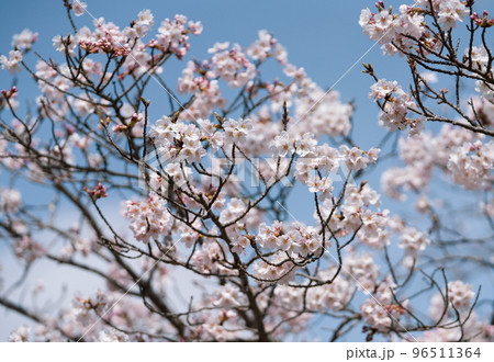 Branches of cherry blossom with blur background. Selective focus. 96511364