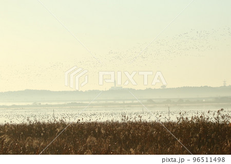 大きな沼から飛び立った、無数のカモの群れ 96511498