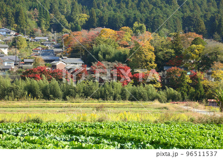 大原の紅葉 96511537