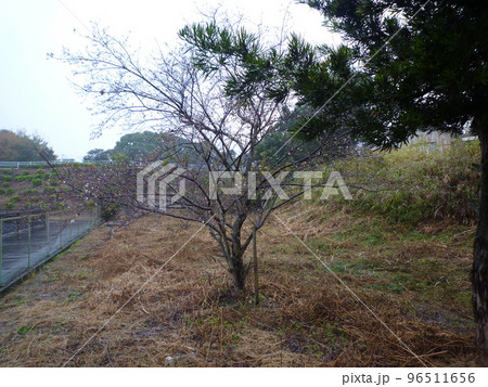 知多郡阿久比町 上芳池 知多郡阿久比町 上芳池 96511656