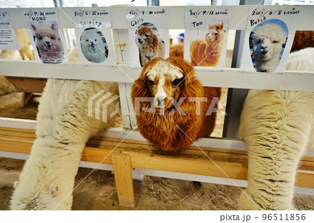 アルパカ牧場　(北海道美瑛町 四季彩の丘) 96511856