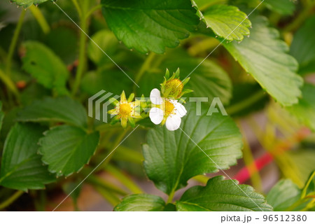 いちご狩りイメージ いちご狩りイメージ 96512380