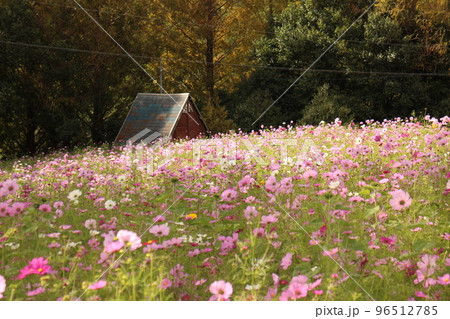 小屋とコスモス 小屋とコスモス 96512785