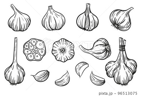 Garlic - vector illustration in sketch style. Head of garlic, cloves, cloves, bunch, cut garlic. Linear black and white drawing. Ingredients for cooking, vegetables 96513075